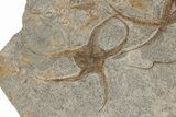 Ordovician Fossil Brittle Stars and Cystoid Plate - Morocco #221077-2